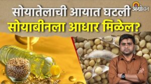 सोयाबीन दरांसाठी दिलासा: फेब्रुवारीपर्यंत सोयातेलाची आयात कमीच राहणार, बाजारात काय बदल अपेक्षित?