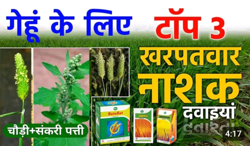 गेहूं के टाँप 8 खनपवार