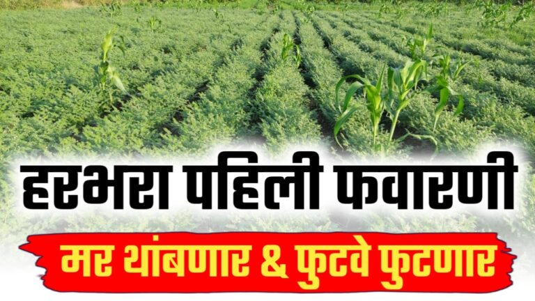 हरभरा पहिली फवारणी ; मररोग थांबनार आणि भरपूर फटवे येनार