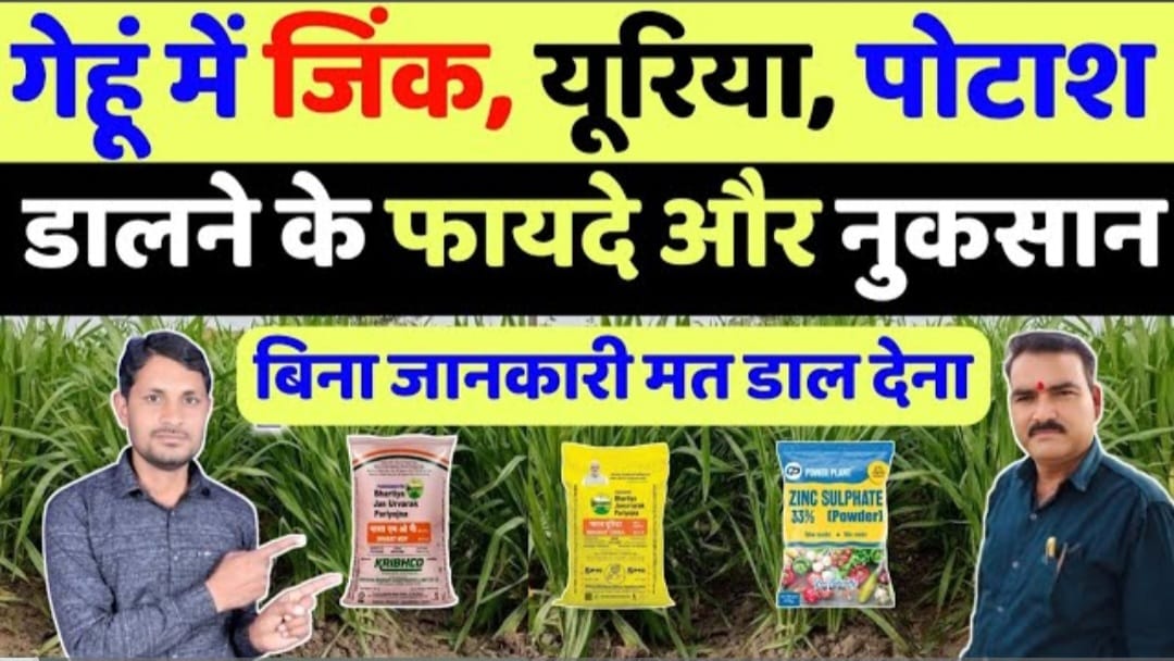 गेहूं की फसल