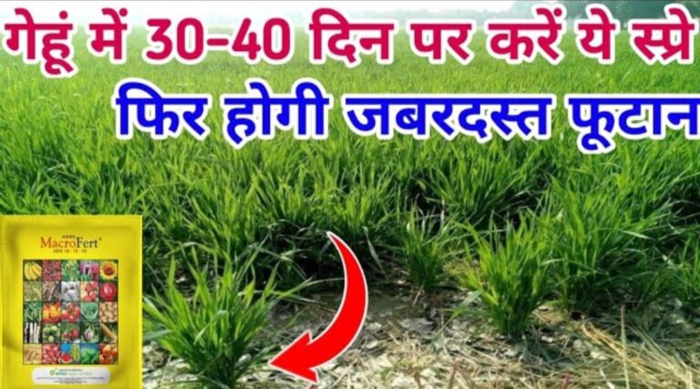  गेहूं में जबरदस्त फूटान के लिए कम खर्चे वाला NPK स्प्रे