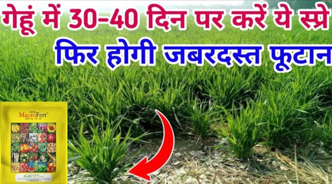  गेहूं में जबरदस्त फूटा