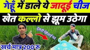 गेहूं में दूसरी सिंचाई पर कल्ले बढ़ाने का अचूक फार्मूला.