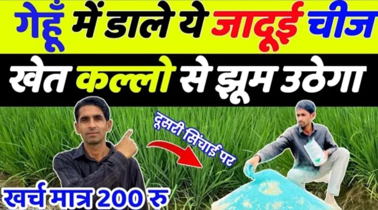 गेहूं में दूसरी सिंचाई पर कल्ले बढ़ाने का अचूक फार्मूला.