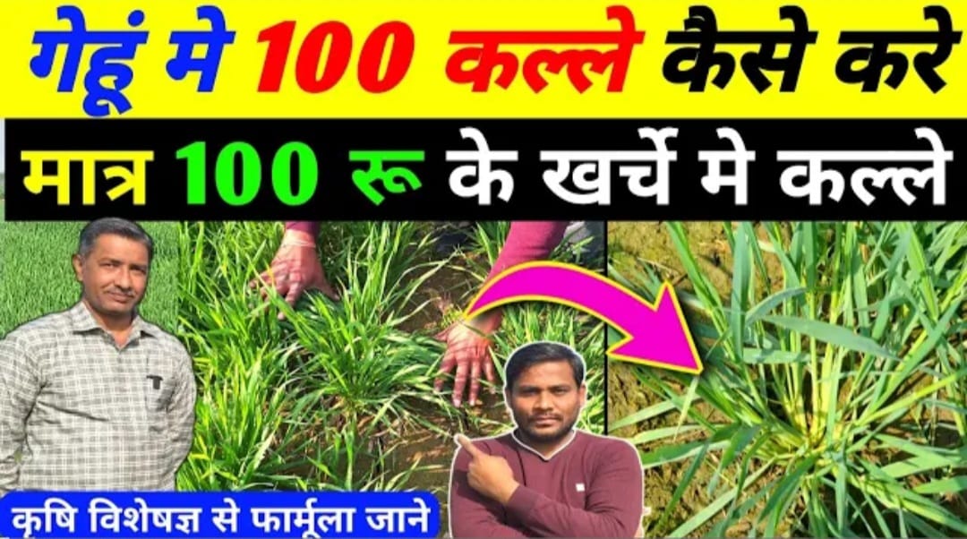 गहू की फसल में कल्लों